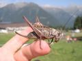 Decticus verrucivorus